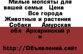 Милые мопсяты для вашей семьи › Цена ­ 20 000 - Все города Животные и растения » Собаки   . Амурская обл.,Архаринский р-н